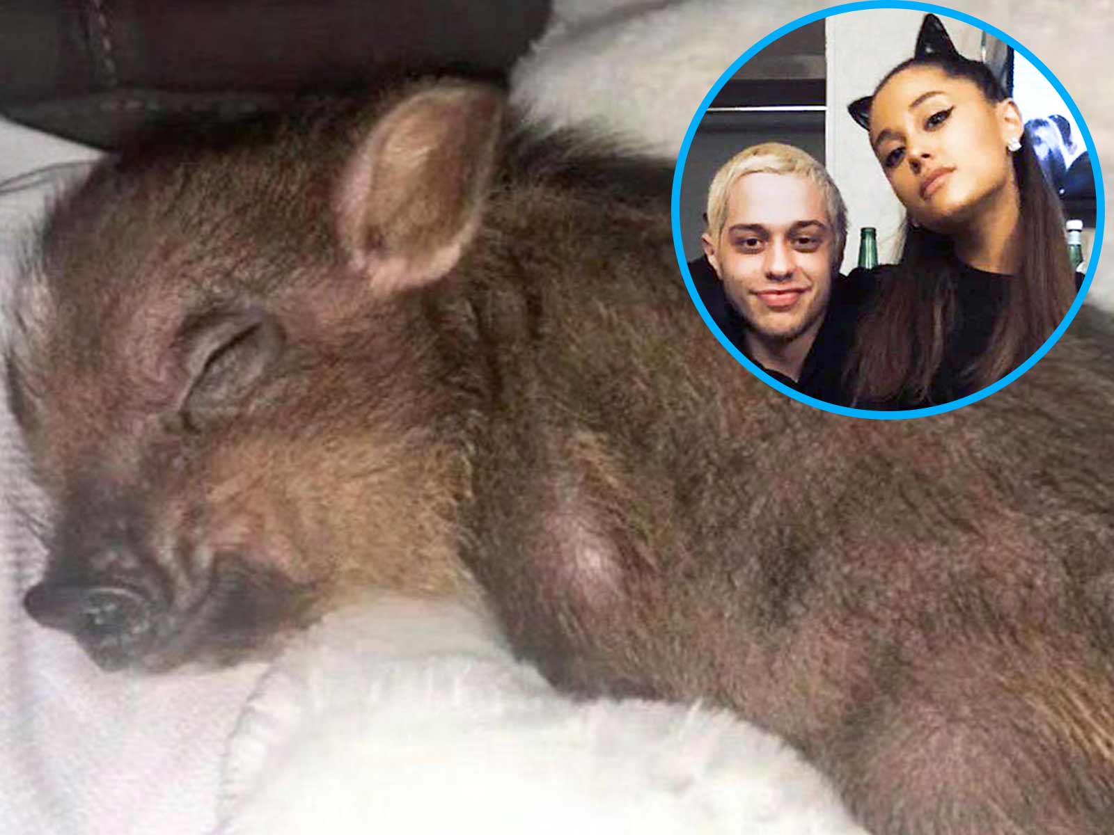 Ariana Grand and Pete Davidsons Piggy Smalls